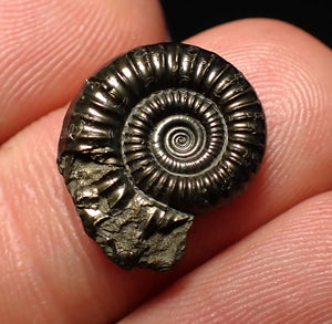 Crucilobiceras pyrite ammonite fossil (17 mm)