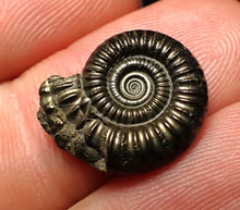 Load image into Gallery viewer, Crucilobiceras pyrite ammonite fossil (17 mm)
