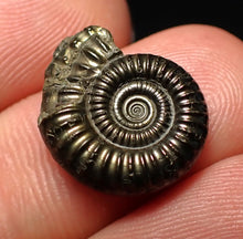 Load image into Gallery viewer, Crucilobiceras pyrite ammonite fossil (17 mm)
