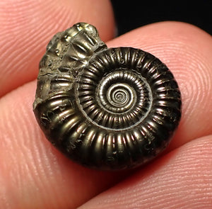Crucilobiceras pyrite ammonite fossil (17 mm)