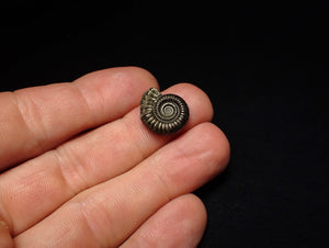 Crucilobiceras pyrite ammonite fossil (17 mm)