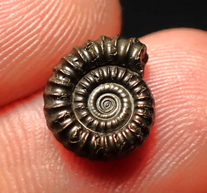 Crucilobiceras pyrite ammonite fossil (12 mm)