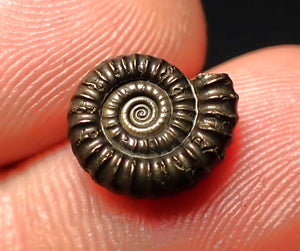 Crucilobiceras pyrite ammonite fossil (12 mm)