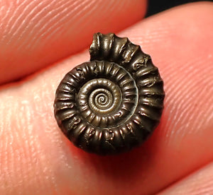 Crucilobiceras pyrite ammonite fossil (12 mm)