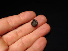 Load image into Gallery viewer, Crucilobiceras pyrite ammonite fossil (12 mm)
