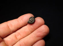 Load image into Gallery viewer, Crucilobiceras pyrite ammonite fossil (14 mm)
