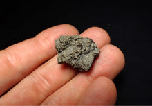 Load image into Gallery viewer, Full pyrite multi-ammonite fossil (28 mm)
