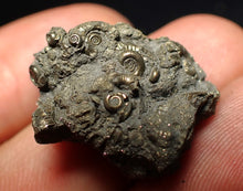 Load image into Gallery viewer, Full pyrite multi-ammonite fossil (28 mm)
