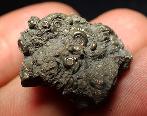 Full pyrite multi-ammonite fossil (28 mm)