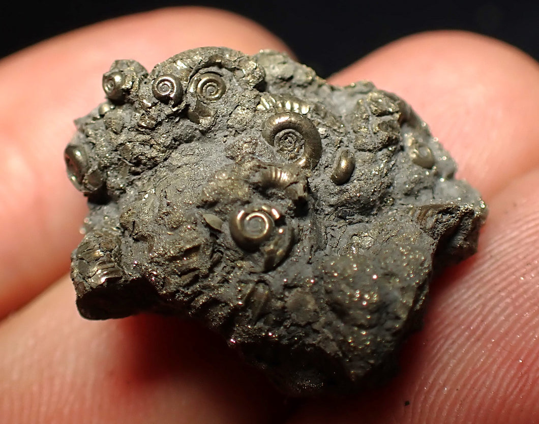 Full pyrite multi-ammonite fossil (28 mm)