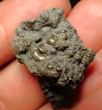 Load image into Gallery viewer, Full pyrite multi-ammonite fossil (28 mm)
