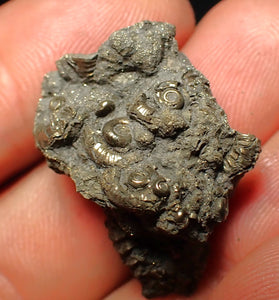 Full pyrite multi-ammonite fossil (28 mm)