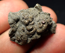 Load image into Gallery viewer, Full pyrite multi-ammonite fossil (28 mm)
