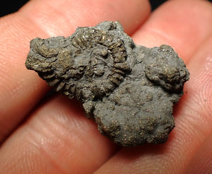 Full pyrite multi-ammonite fossil (28 mm)