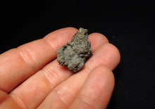 Load image into Gallery viewer, Full pyrite multi-ammonite fossil (28 mm)
