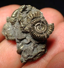 Load image into Gallery viewer, Full pyrite multi-ammonite fossil (27 mm)
