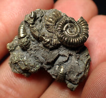Load image into Gallery viewer, Full pyrite multi-ammonite fossil (27 mm)

