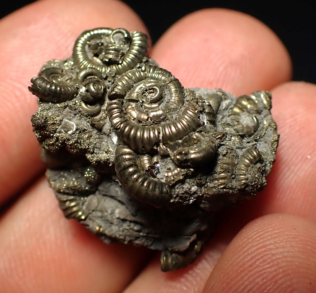 Full pyrite multi-ammonite fossil (27 mm)