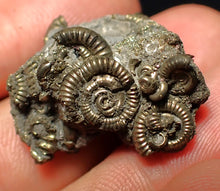 Load image into Gallery viewer, Full pyrite multi-ammonite fossil (27 mm)
