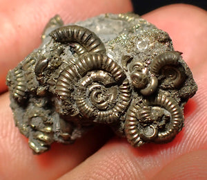 Full pyrite multi-ammonite fossil (27 mm)