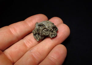 Full pyrite multi-ammonite fossil (27 mm)