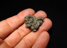 Load image into Gallery viewer, Full pyrite multi-ammonite fossil (28 mm)
