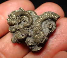 Load image into Gallery viewer, Full pyrite multi-ammonite fossil (28 mm)
