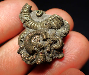 Full pyrite multi-ammonite fossil (28 mm)