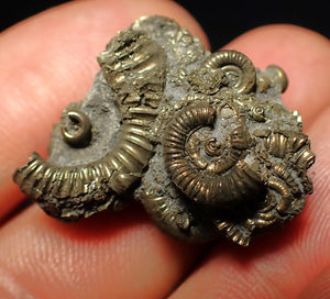 Full pyrite multi-ammonite fossil (28 mm)