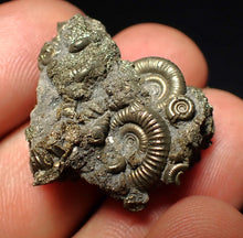 Load image into Gallery viewer, Full pyrite multi-ammonite fossil (28 mm)
