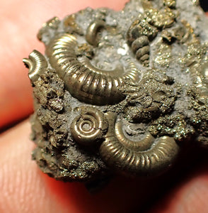 Full pyrite multi-ammonite fossil (28 mm)