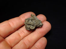 Load image into Gallery viewer, Full pyrite multi-ammonite fossil (28 mm)
