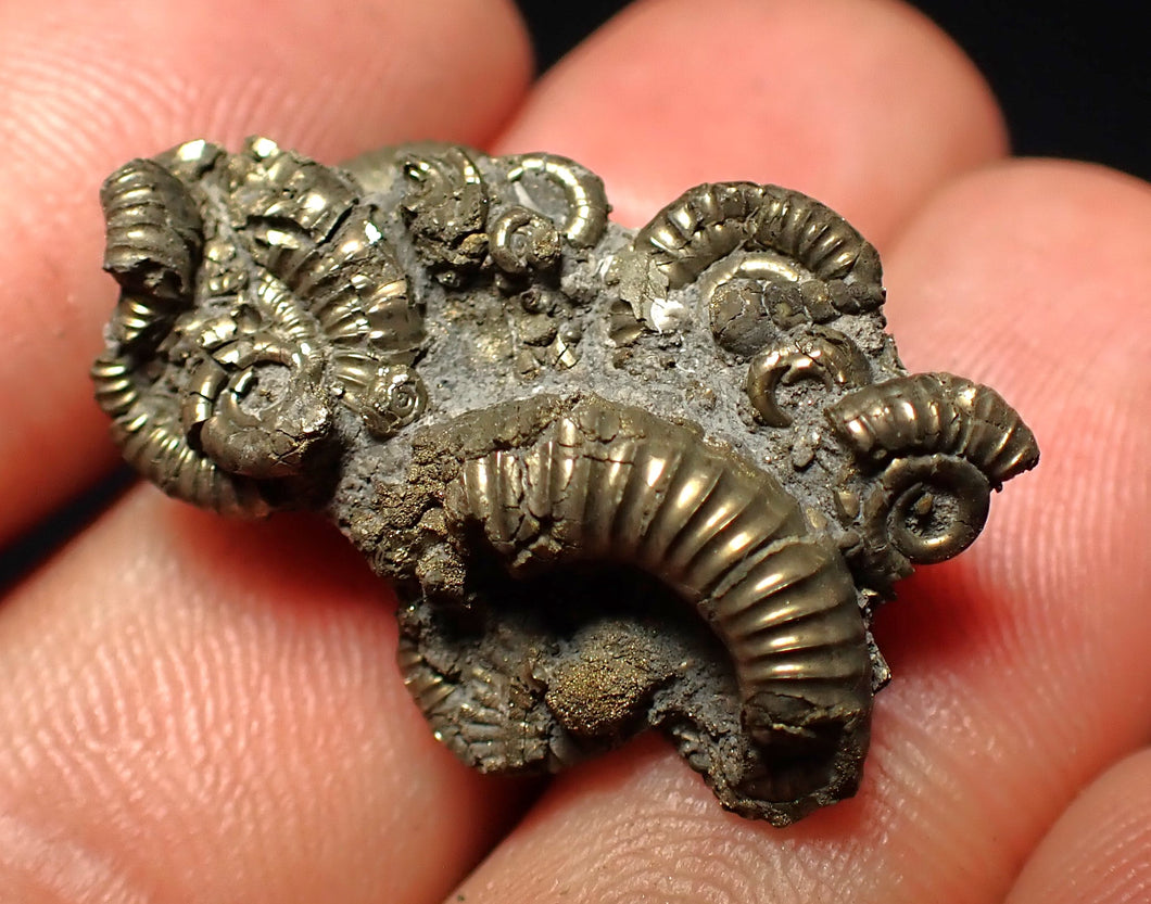 Full pyrite multi-ammonite fossil (28 mm)