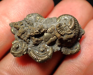 Full pyrite multi-ammonite fossil (28 mm)