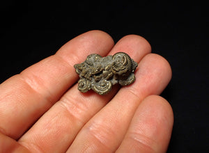 Full pyrite multi-ammonite fossil (28 mm)