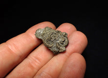 Load image into Gallery viewer, Full pyrite multi-ammonite fossil (30 mm) Crucilobiceras
