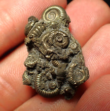 Load image into Gallery viewer, Full pyrite multi-ammonite fossil (30 mm) Crucilobiceras
