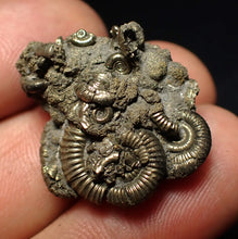 Load image into Gallery viewer, Full pyrite multi-ammonite fossil (28 mm) Crucilobiceras
