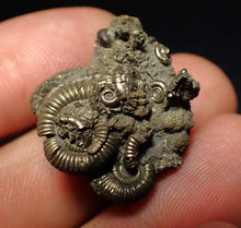 Load image into Gallery viewer, Full pyrite multi-ammonite fossil (28 mm) Crucilobiceras
