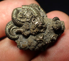 Load image into Gallery viewer, Full pyrite multi-ammonite fossil (28 mm) Crucilobiceras

