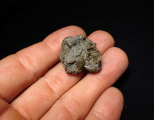 Load image into Gallery viewer, Full pyrite multi-ammonite fossil (28 mm) Crucilobiceras
