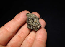 Load image into Gallery viewer, Full pyrite multi-ammonite fossil (31 mm) Crucilobiceras
