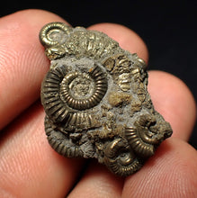 Load image into Gallery viewer, Full pyrite multi-ammonite fossil (31 mm) Crucilobiceras
