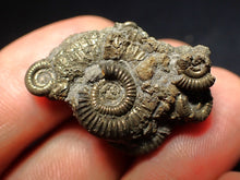 Load image into Gallery viewer, Full pyrite multi-ammonite fossil (31 mm) Crucilobiceras
