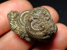 Load image into Gallery viewer, Full pyrite multi-ammonite fossil (31 mm) Crucilobiceras
