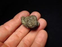 Load image into Gallery viewer, Full pyrite multi-ammonite fossil (31 mm) Crucilobiceras
