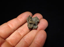 Load image into Gallery viewer, Full pyrite multi-ammonite fossil (26 mm) Crucilobiceras
