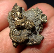 Load image into Gallery viewer, Full pyrite multi-ammonite fossil (26 mm) Crucilobiceras
