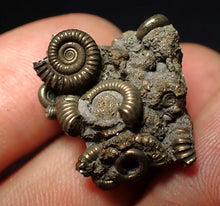 Load image into Gallery viewer, Full pyrite multi-ammonite fossil (26 mm) Crucilobiceras
