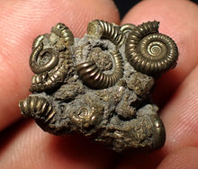 Load image into Gallery viewer, Full pyrite multi-ammonite fossil (26 mm) Crucilobiceras
